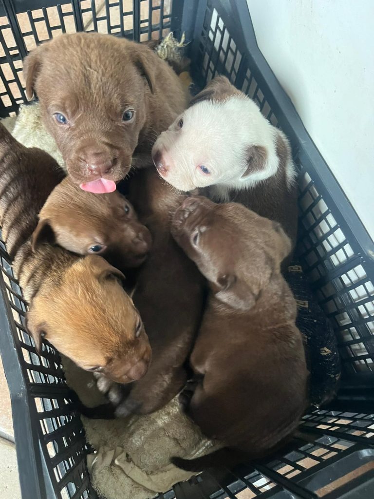 Cuccioli trovatelli