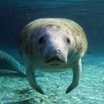 Il ritiro americano dalle protezioni per la fauna avrà ripercussioni oltre i confini, avverte Mongabay