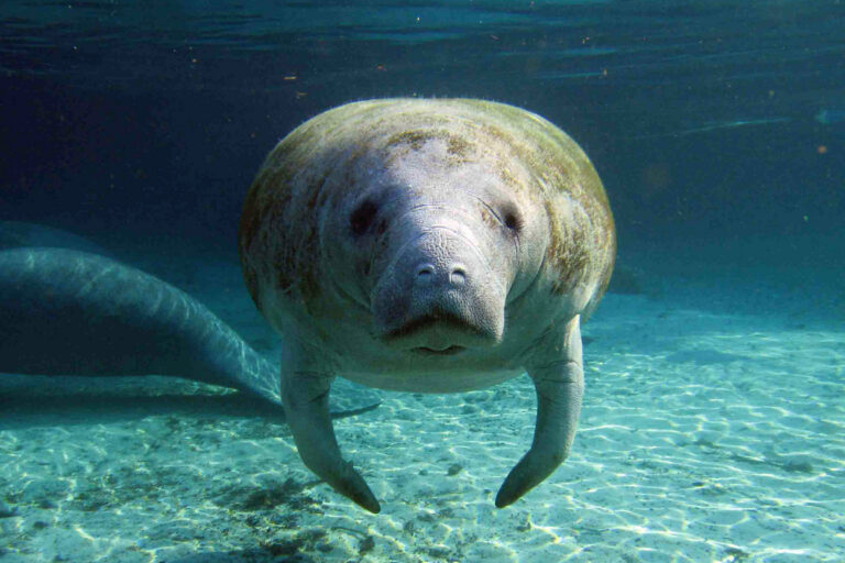 Il ritiro americano dalle protezioni per la fauna avrà ripercussioni oltre i confini, avverte Mongabay