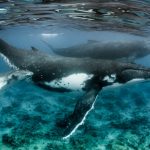 L’espansione delle prospezioni sismiche in Australia e gli allarmi degli esperti sugli effetti sulla vita marina