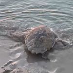 Tartarughe marine: circa 80 nidi sulle coste siciliane, due Caretta caretta saranno monitorate con GPS