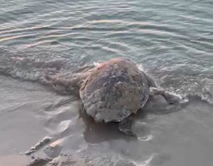 Tartarughe marine: circa 80 nidi sulle coste siciliane, due Caretta caretta saranno monitorate con GPS