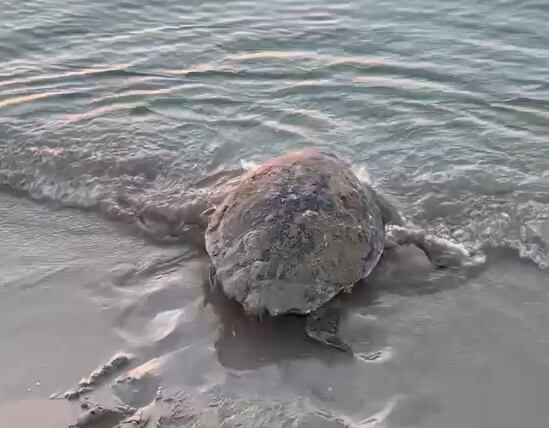 Tartarughe marine: circa 80 nidi sulle coste siciliane, due Caretta caretta saranno monitorate con GPS